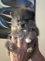 Nickname-Snuggles, a male Pomeranian for sale in Charlotte, NC – 2 of 10