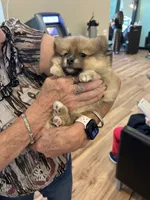 Nickname. Pickles, a male Pomeranian for sale in Charlotte, NC – 4 of 9