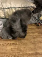 Nickname-Cuddles, a male Pomeranian for sale in Charlotte, NC – 3 of 9