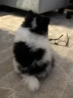 Nickname. Snoopy, a male Pomeranian for sale in Charlotte, NC – 8 of 10
