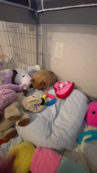 Nickname. Tori, a female Pomeranian for sale in Charlotte, NC – 7 of 9
