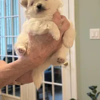 Nickname- skittles, a female Pomeranian for sale in Charlotte, NC – Photo 3 of 8