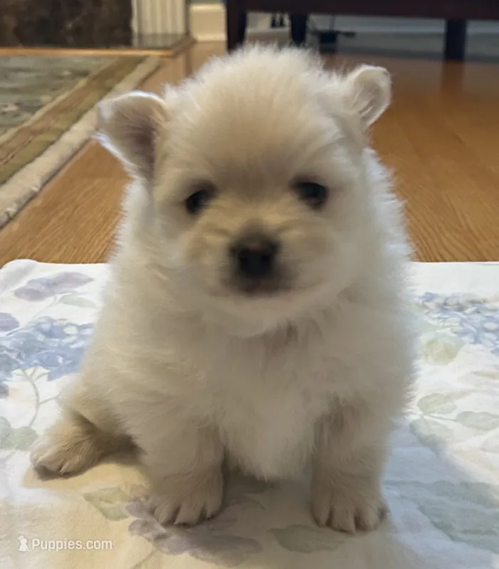 Nickname- skittles – Pomeranian puppy on hold in Charlotte, NC
