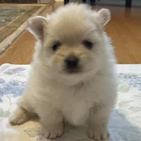 Nickname- skittles, a female Pomeranian for sale in Charlotte, NC – Photo 1 of 8