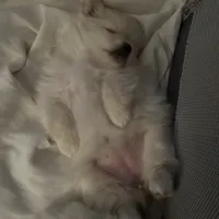 Nickname- skittles, a female Pomeranian for sale in Charlotte, NC – Photo 2 of 8