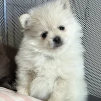 Nickname- skittles, a female Pomeranian for sale in Charlotte, NC – Photo 6 of 8
