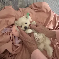 Nickname- skittles, a female Pomeranian for sale in Charlotte, NC – Photo 5 of 8