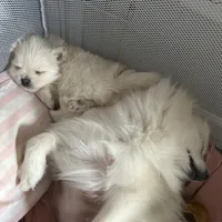 Nickname- skittles, a female Pomeranian for sale in Charlotte, NC – Photo 4 of 8