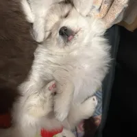 Nickname- skittles, a female Pomeranian for sale in Charlotte, NC – Photo 7 of 8