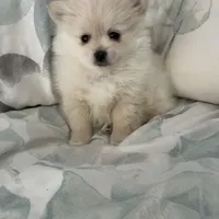 Nickname- skittles, a female Pomeranian for sale in Charlotte, NC – Photo 8 of 8