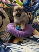 Nickname. Pickles, a male Pomeranian for sale in Charlotte, NC – 4 of 9