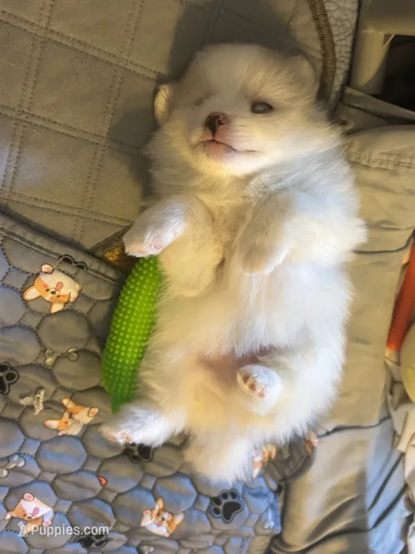 Nickname-Charlie – Pomeranian puppy for sale in Charlotte, NC