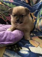 Nickname. Tori, a female Pomeranian for sale in Charlotte, NC – 5 of 9