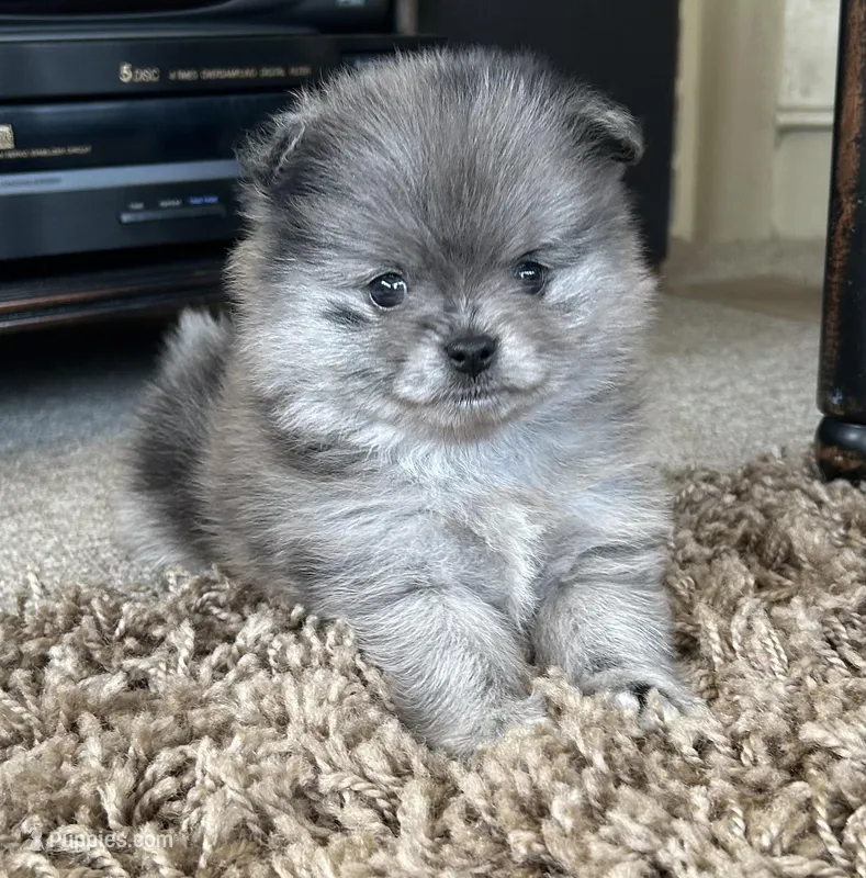 Nickname. Jeffrey – Pomeranian puppy for sale in Charlotte, NC