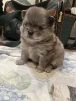 Nickname. Jeffrey, a male Pomeranian for sale in Charlotte, NC – Photo 3 of 9