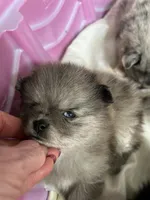 Nickname. Jeffrey, a male Pomeranian for sale in Charlotte, NC – Photo 4 of 9