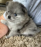 Nickname. Jeffrey, a male Pomeranian for sale in Charlotte, NC – Photo 6 of 9