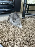 Nickname. Jeffrey, a male Pomeranian for sale in Charlotte, NC – Photo 9 of 9