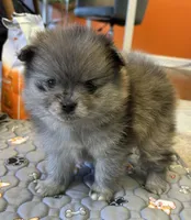 Nickname. Jeffrey, a male Pomeranian for sale in Charlotte, NC – Photo 2 of 9