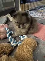 Nickname. Jeffrey, a male Pomeranian for sale in Charlotte, NC – Photo 7 of 9