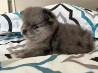 Nickname. Jeffrey, a male Pomeranian for sale in Charlotte, NC – Photo 8 of 9