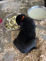 Pink , a female Rottweiler for sale in Porterville, CA – 2 of 4