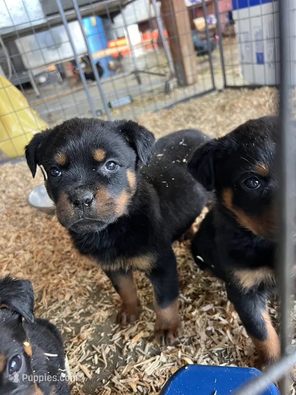 Red  – Rottweiler puppy for sale in Porterville, CA