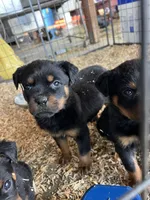 Red , a male Rottweiler for sale in Porterville, CA – 1 of 4