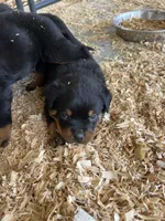Pink , a female Rottweiler for sale in Porterville, CA – 3 of 4