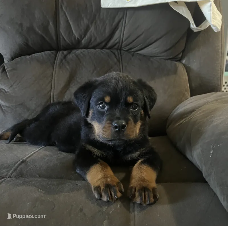Yellow   – Rottweiler puppy for sale in Porterville, CA