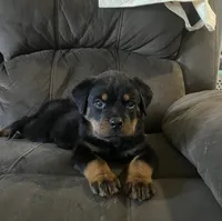 Yellow  , a male Rottweiler for sale in Porterville, CA – 1 of 2