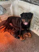Red , a male Rottweiler for sale in Porterville, CA – 2 of 4