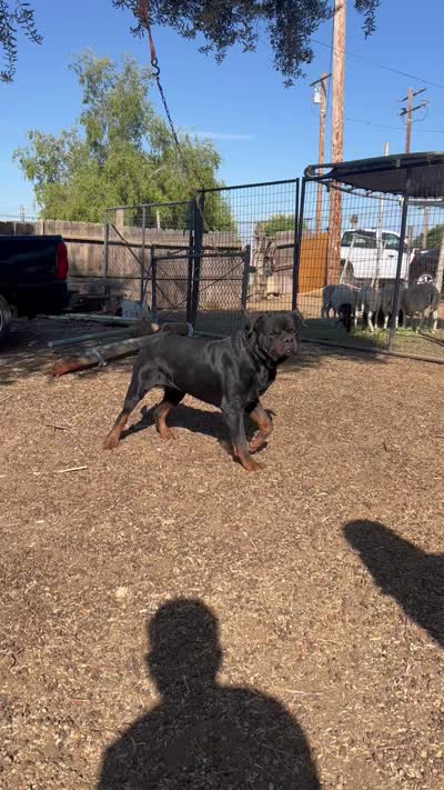 Red , a male Rottweiler for sale in Porterville, CA – 4 of 4