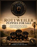 Blue , a male Rottweiler for sale in Porterville, CA – 4 of 4