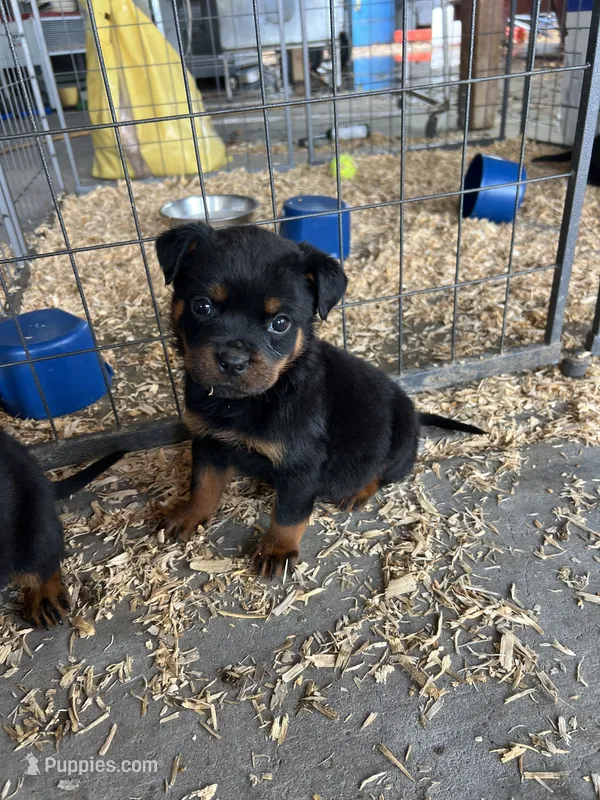 Purple – Rottweiler puppy for sale in Porterville, CA