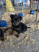 Purple, a female Rottweiler for sale in Porterville, CA – 1 of 4