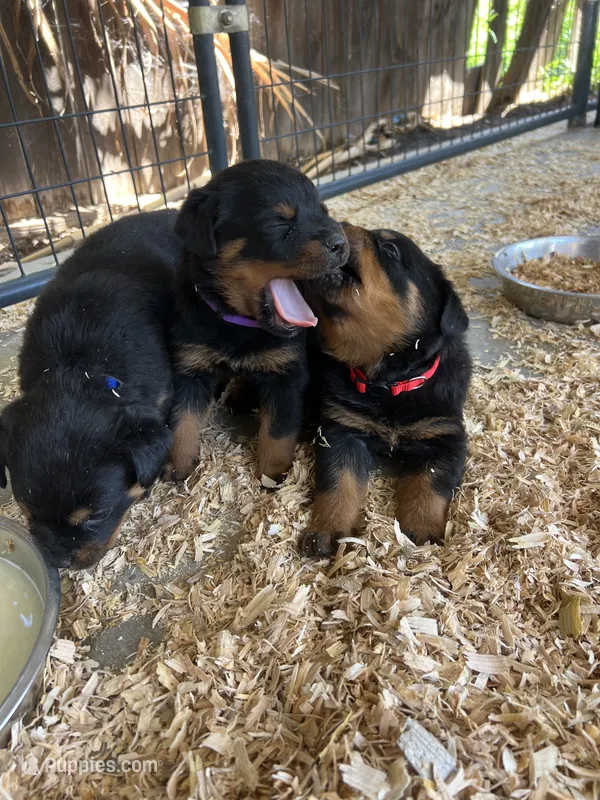 Pink  – Rottweiler puppy for sale in Porterville, CA