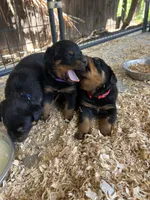 Pink , a female Rottweiler for sale in Porterville, CA – 1 of 4