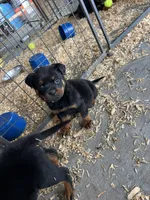 Purple, a female Rottweiler for sale in Porterville, CA – 3 of 4