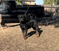 Purple, a female Rottweiler for sale in Porterville, CA – 4 of 4
