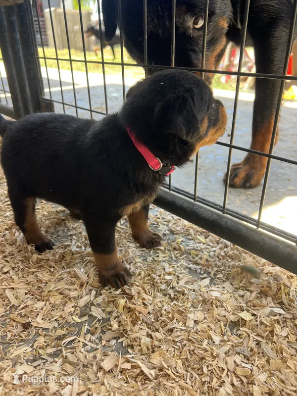 Green  – Rottweiler puppy for sale in Porterville, CA