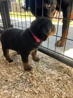 Pink , a female Rottweiler for sale in Porterville, CA – 4 of 4