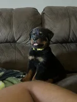 Yellow  , a male Rottweiler for sale in Porterville, CA – 2 of 2