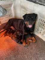 Purple, a female Rottweiler for sale in Porterville, CA – 2 of 4