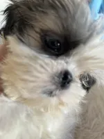 Bret, a male Shih Tzu for sale in Hesperia, CA – 3 of 10