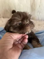Toby, a male Shih Tzu for sale in Hesperia, CA – 10 of 10