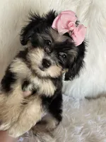 Phantom, a female Shih Tzu and Poodle - Toy  for sale in Hesperia, CA – 4 of 10