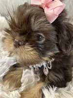 Snookie, a female Shih Tzu for sale in Hesperia, CA – 2 of 10