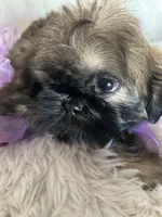 Shy, a female Shih Tzu for sale in Hesperia, CA – 2 of 10