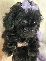 Izzy, a female Shih Tzu and Poodle - Toy  for sale in Hesperia, CA – 4 of 10